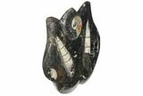 Fossil Goniatite & Orthoceras Sculpture - Morocco #111014-1